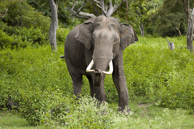 Male Asian Elephant