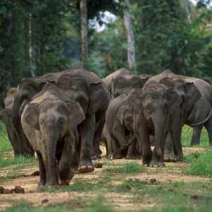 Herd Of Borneo Elephants