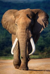African Elephant Species