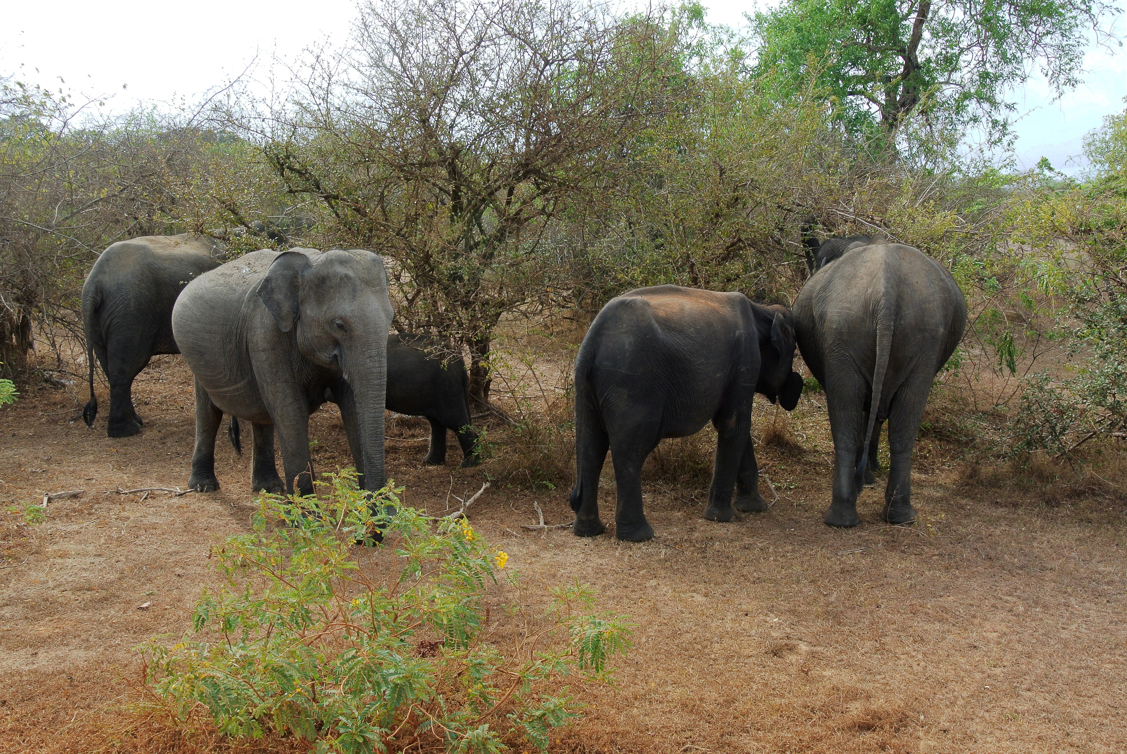 Sri Lankan Elephant Herd