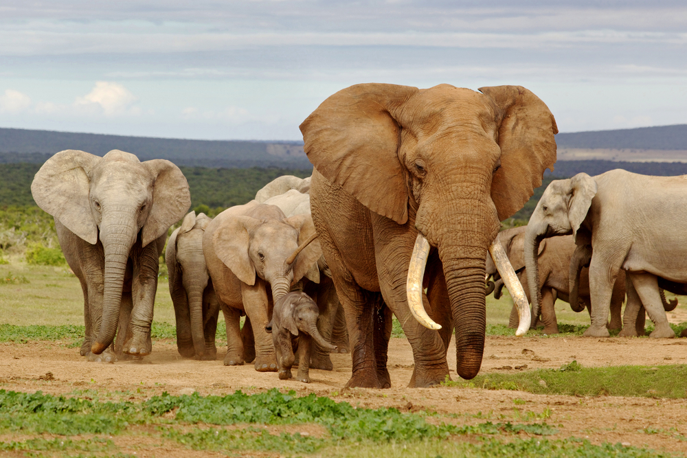 African elephant herd