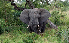 Young Bull Elephant: Elephant collar