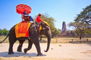 Elephant Rides Are Very Popular In Thailand.