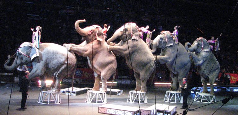 10 Shocking Facts About The Elephant Entertainment Industry