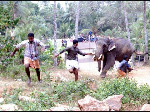 Villagers Running From An Elephant: Indian Elephants Killing People.