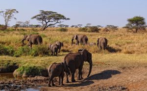 Elephant Herd In The Serengeti National Park: See elephants in the wild
