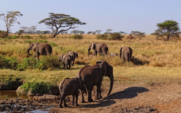 7 Best Places To See Elephants In The Wild Worldwide