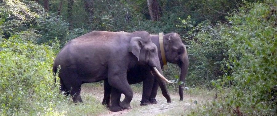 Two Elephants. One Is Wearing An Elephant Collar