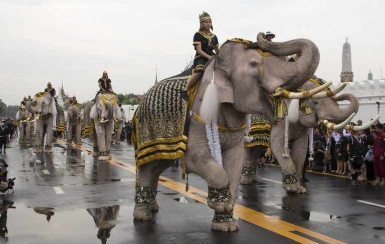 The White Elephants Of Thailand: Past And Present