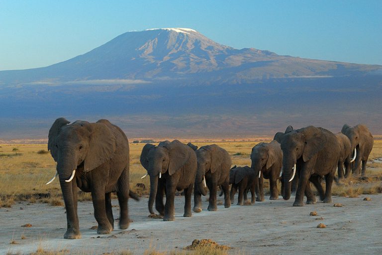Conservation Spotlight: The Amboseli Elephants Of Kenya