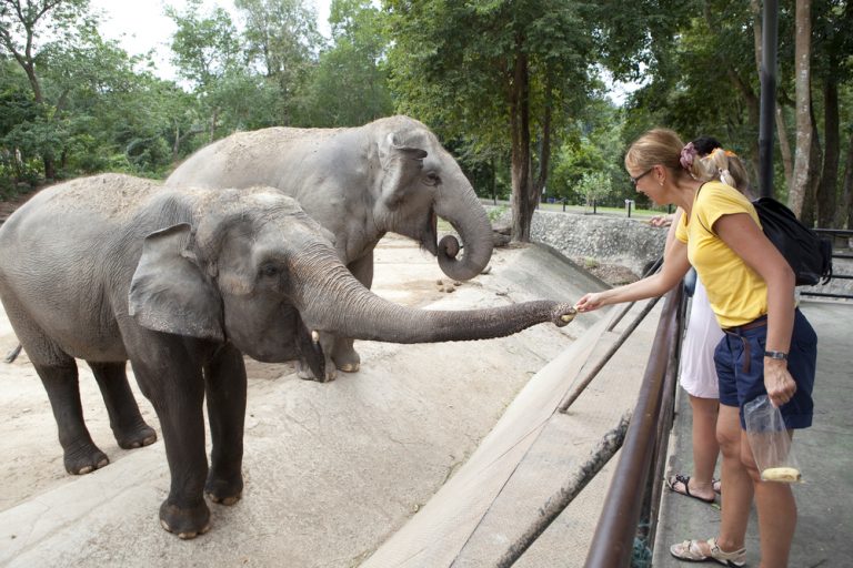 Here’s Why So Many Elephants Are Dying In Zoos