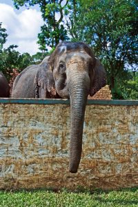 Domestic elephants are a direct target of hungry wild herds: Wild Elephants In Vietnam