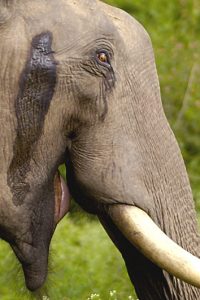 Temporal Secretions From Bull In Musth