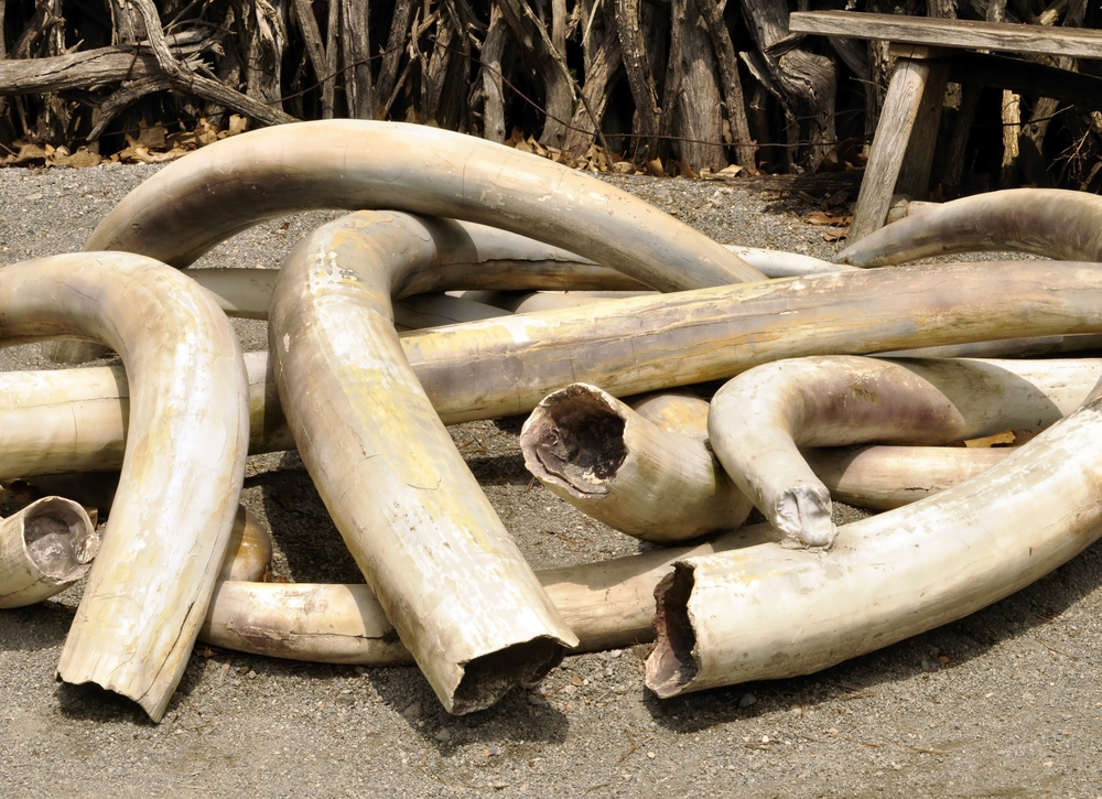 Pile of confiscated ivory; African elephant