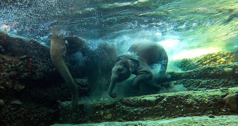 How Come Elephants Swim So Well?