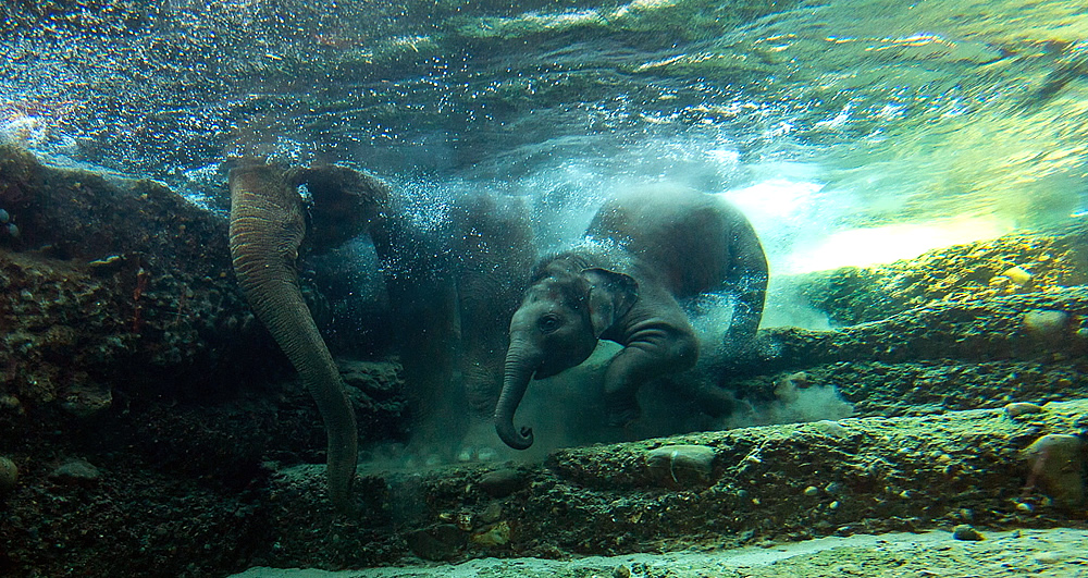 Can elephants swim?