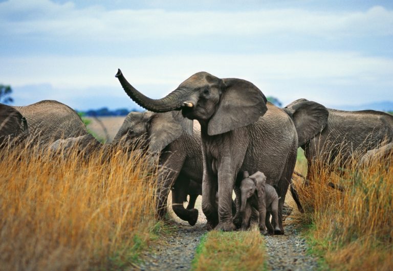 Elephant Trophy Imports To The USA: To Be Or Not To Be?