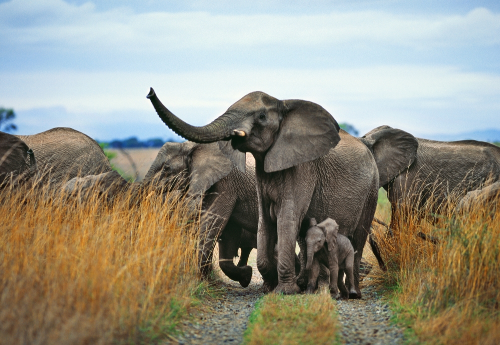 Herd Of Elephants: elephant trophy imports