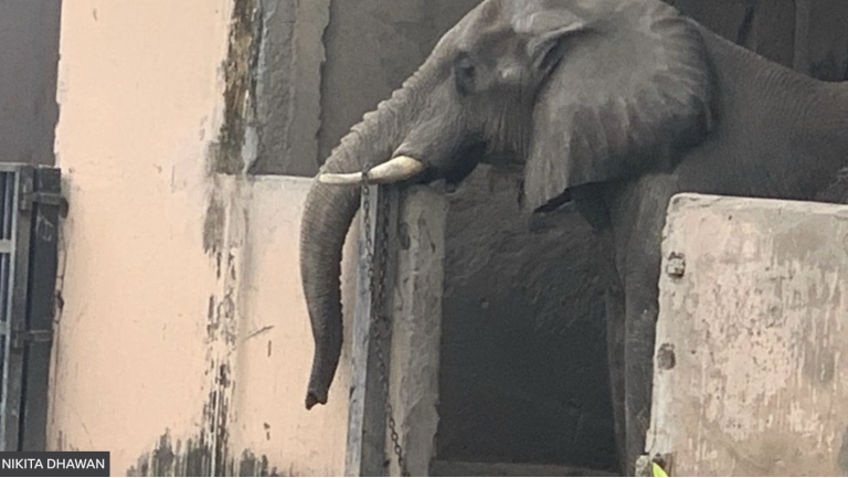 Let’s Help Free Shankar from Delhi Zoo