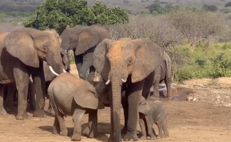 Elephant Calves Fight Over Milk