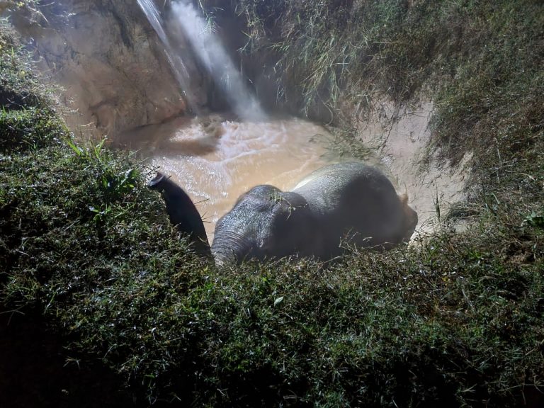 Elephant Rescued Using Archimedes’ Principle