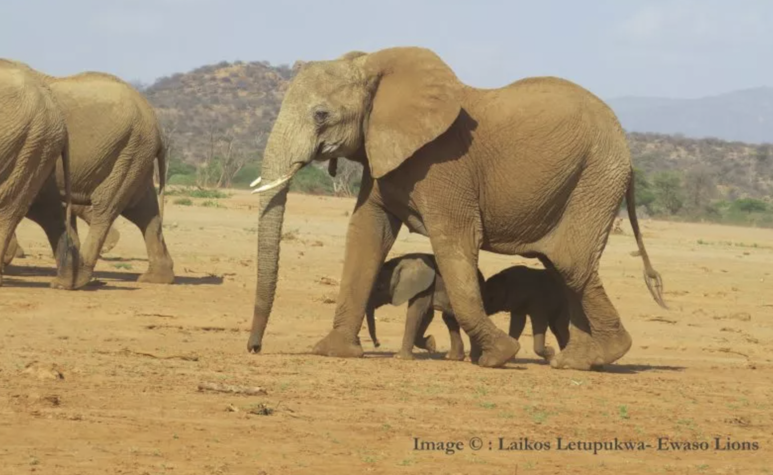 African elephant twins