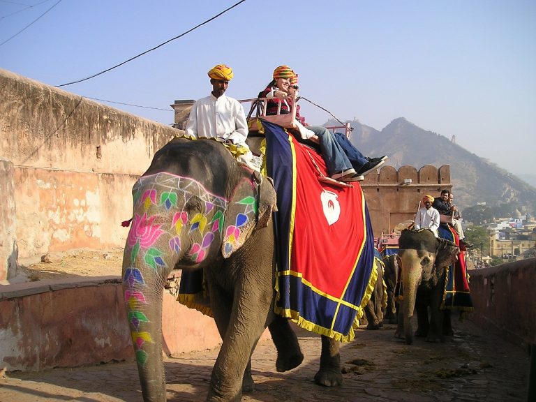 India Set to Legalize Elephant Trade