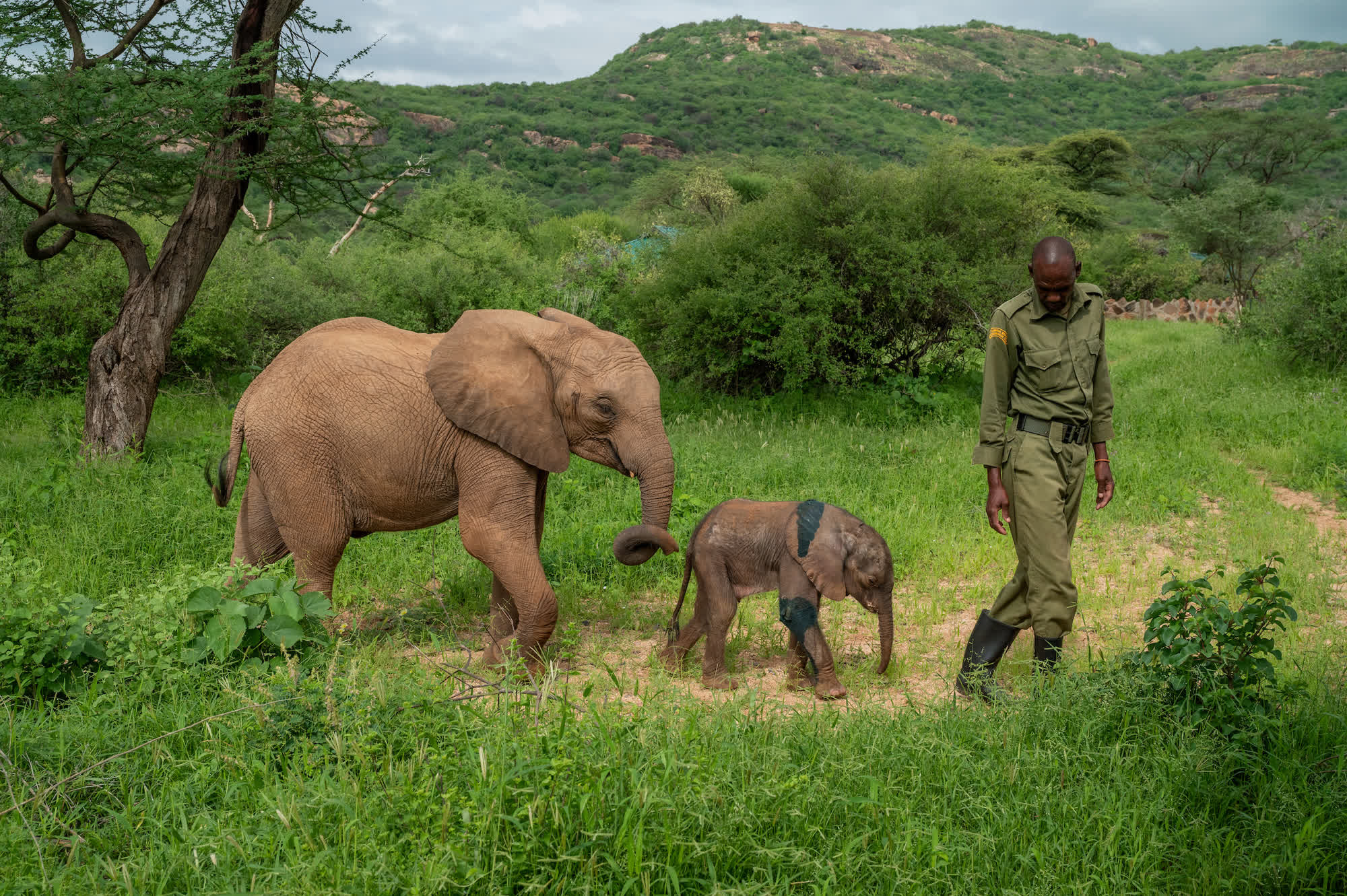 orphaned elephants sanctuary