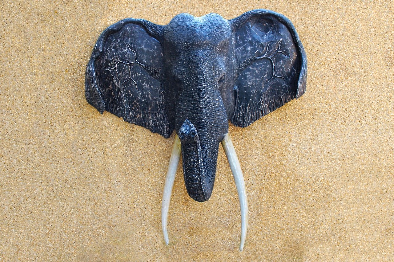 elephant trophy head