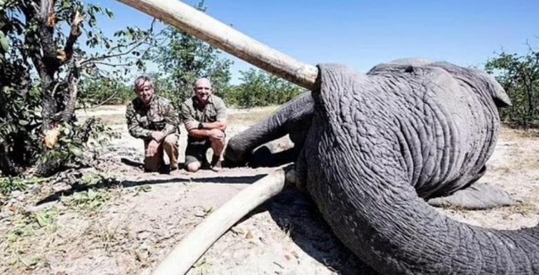 Largest Tusker Elephant Killed in Botswana
