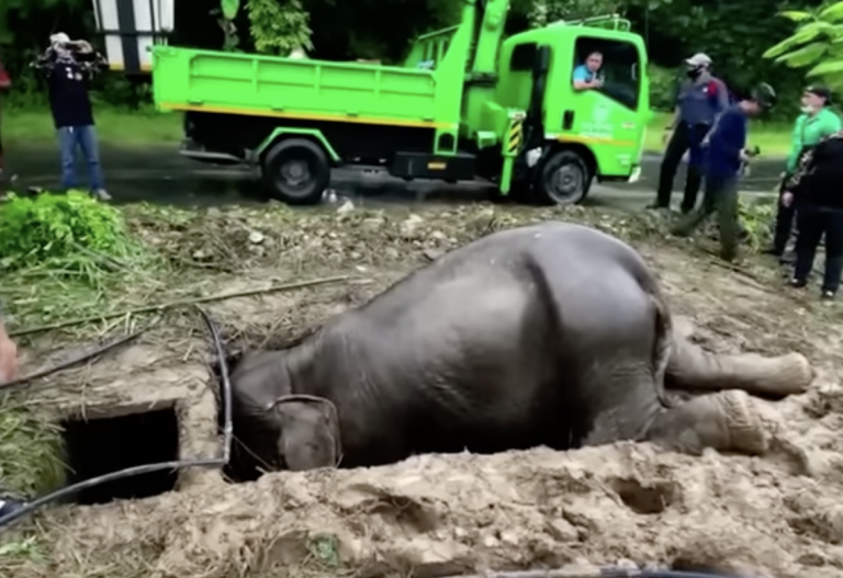 Dramatic Elephant Rescue in Thailand