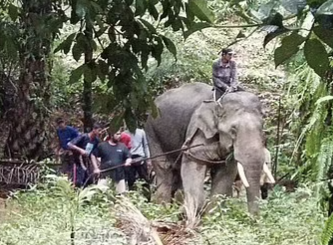 elephant ripped owner