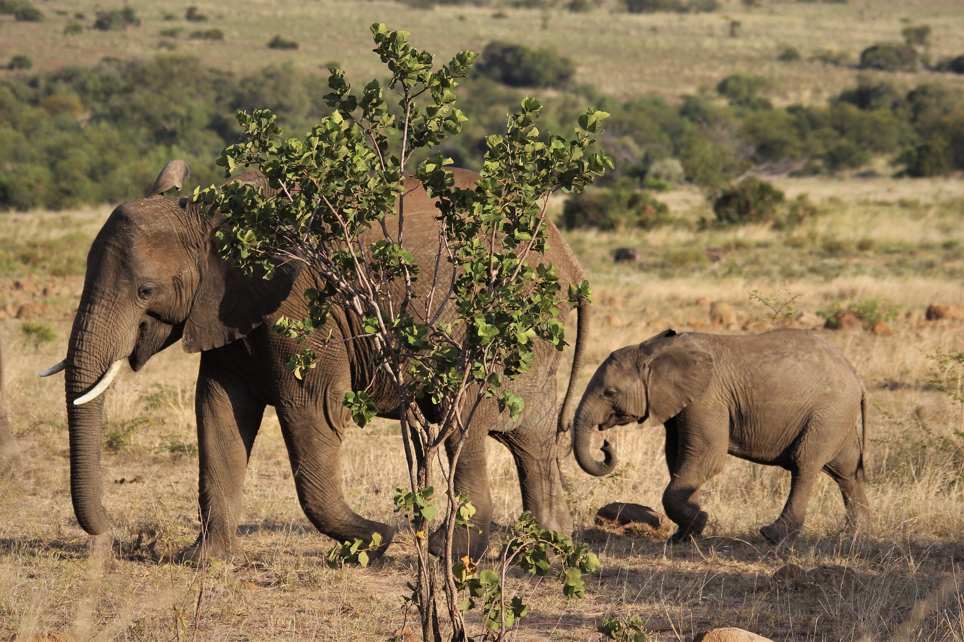 African elephants travel paths