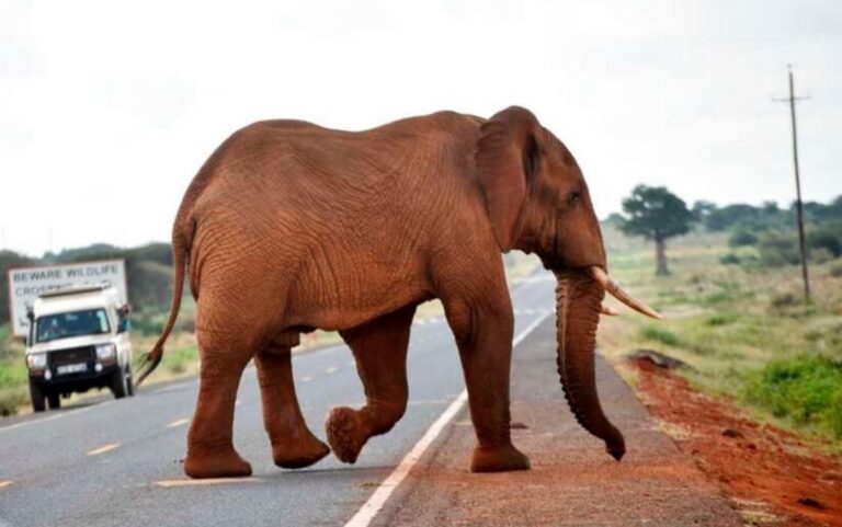 Elephant Hit By a Bus in Voi, Africa